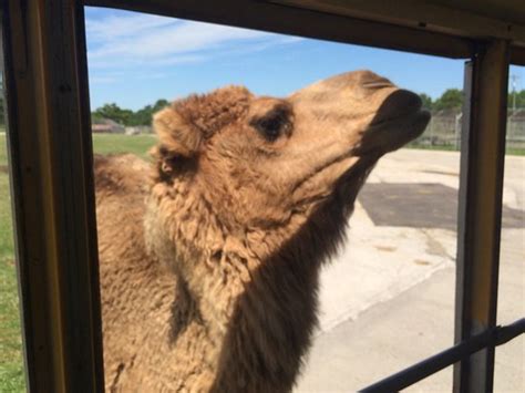 Wild Animal Safari Strafford What To Know Before You Go Tripadvisor