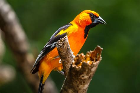 Youre Not Dreaming California Really Does Have Orioles
