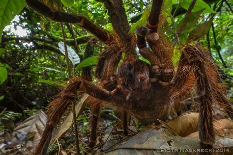 Goliath Birdeater Images Of A Colossal Spider Live Science