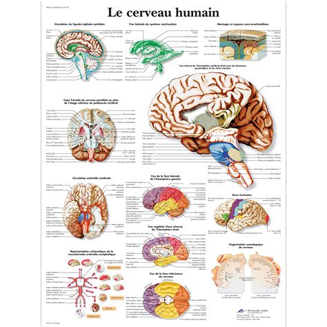 Le Cerveau Humain 1001751 3b Scientific Vr2615l Human Brain And