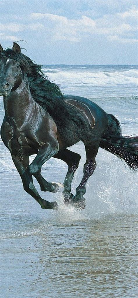 Horse iPhone Wallpapers - Top Free Horse iPhone Backgrounds