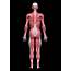 Human Body Full Figure Male Muscular System Rear View Stock Photo 