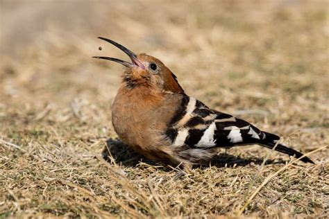 African Hoopoe Interesting Facts On The Striking Upupa Africana Species