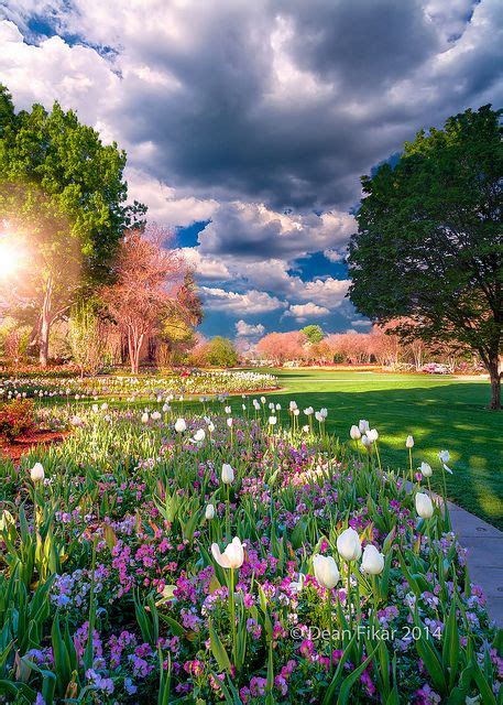 We curate thousands of dallas vacation houses, condos, and cabins for rent so there are 2,334 vacation rentals near dallas for all manner or mood of travel, availability of time off, and size of budget. Tulips and Petunias in Dallas | Dallas arboretum ...