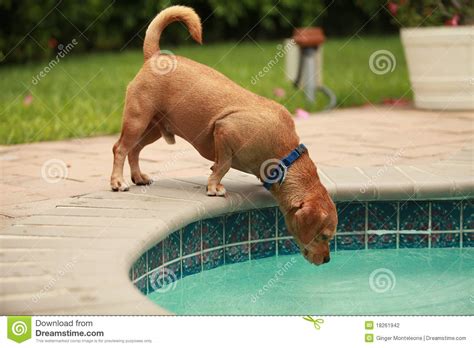 Treat this as an emergency and get a vet to diagnose the condition. Dog drinking pool water stock photo. Image of danger ...