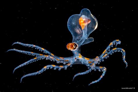 Nature Water Underwater Sea Animals Winner