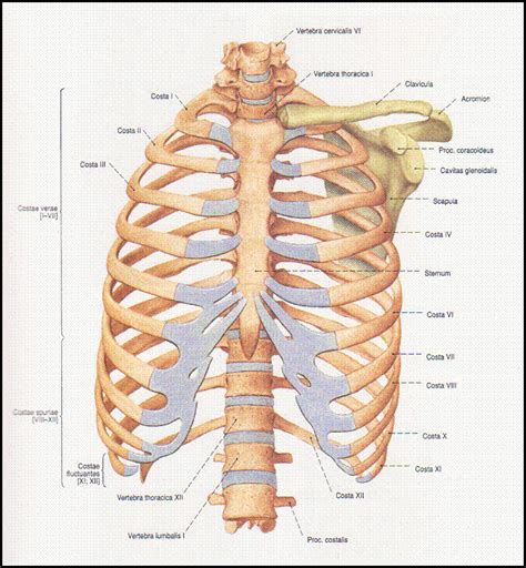 Buku Anatomi Bagian I
