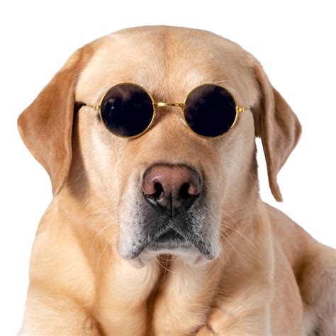 Premium Photo Dog In Sunglasses On A White Isolated Background