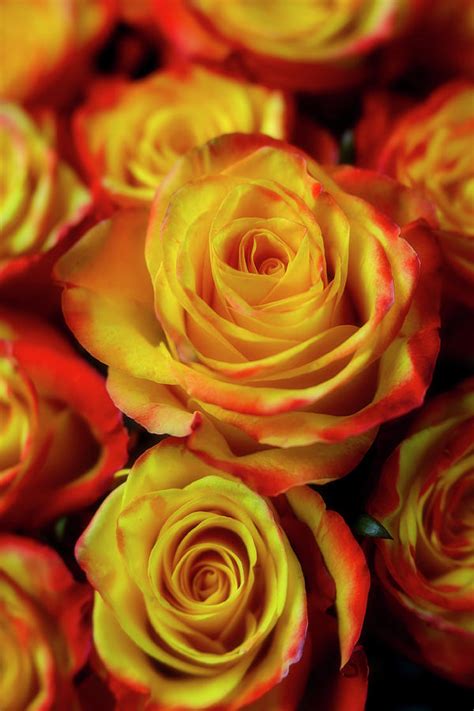 Romantic Yellow Red Roses Photograph By Garry Gay Fine Art America