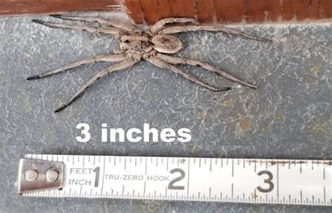 Wolf Spider Size How Big Can They Get About Wolf Spider