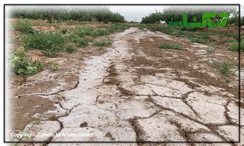 خاک های شور سدیمی آریا کشاورز