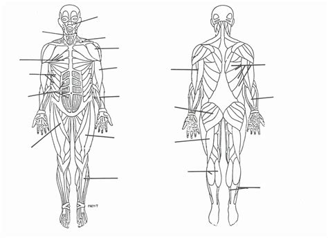 When you are taking anatomy and physiology you will be required to identify major muscles in the human body. Drawing Book without Human Anatomy in 2020 | Muscular system, Muscle diagram, Muscular system ...