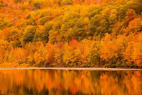 Autumn Forest By River Free Stock Photo Public Domain Pictures
