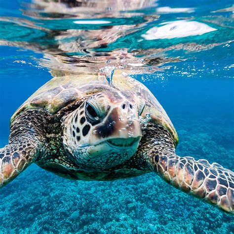 Best Places To See Animals On Maui Travel Leisure