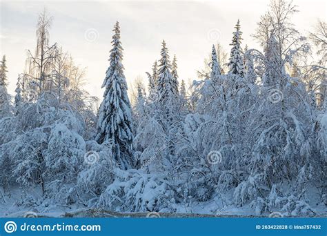 A Snow Covered Forest In The Taiga On A Winter Day Beautiful Landscape