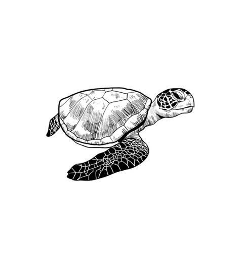 Meticulous Turtle Outline Sketch Vector Art Digitemb