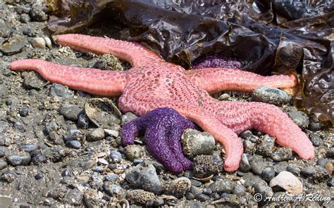 Purple Sea Star And Giant Pink Sea Star Semiahmoo Spit Bl Flickr