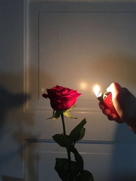 Choose from hundreds of free aesthetic wallpapers. Related image | Fotos tumblr com flores, Rosas vermelhas ...