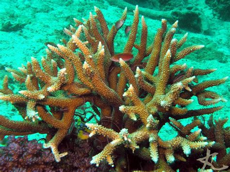 Robust Staghorn Coral Project Noah