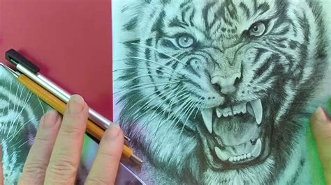 Como Desenhar Um Tigre Realista De Youtube