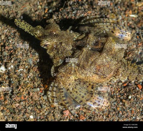 Sea Moth Gliding Over The Sea Bottom Stock Photo Alamy