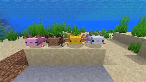 A Axolotl In Minecraft Images And Photos Finder