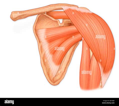 Normal Anterior View Of The Shoulder Joint Hilighting Deltoid