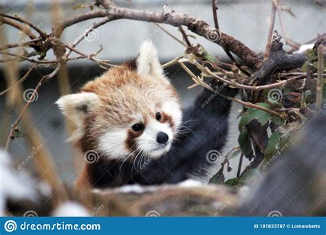 Red Panda Is And Endangered Mammal Animal From South China And East