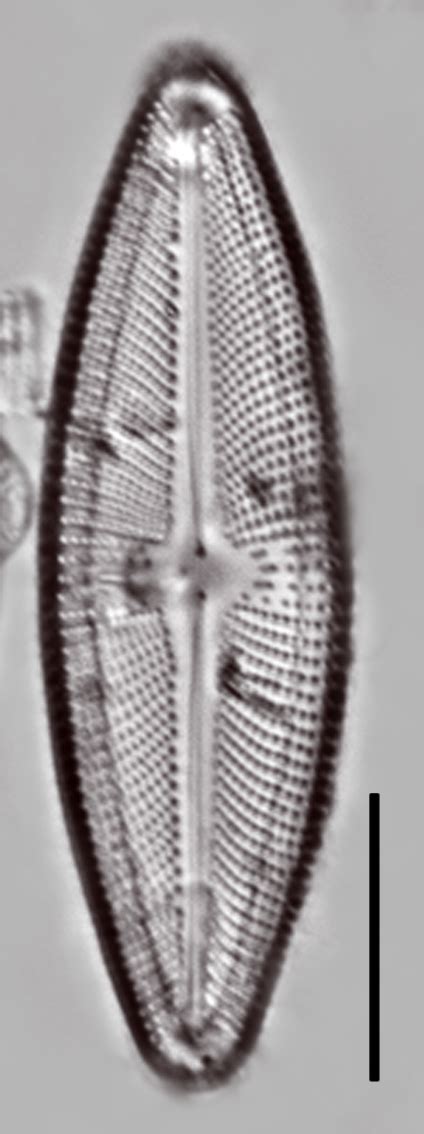 Image Image5wu1png Species Diatoms Of North America