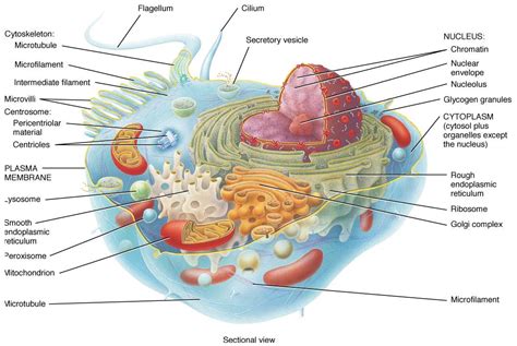 Cell Organelles Structure Cell Organelles