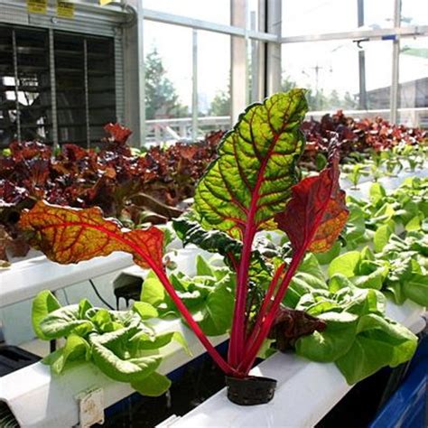 How To Build An Indoor Hydroponic Vegetable Garden Dengarden