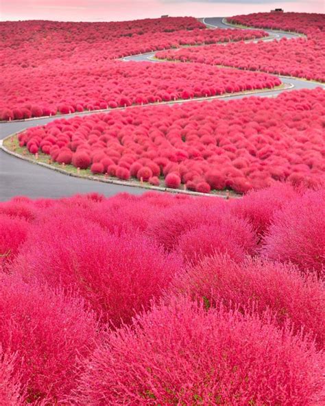 อันดับหนึ่ง 99 ภาพ ทุ่งดอกไม้สีแดง ญี่ปุ่น ครบถ้วน
