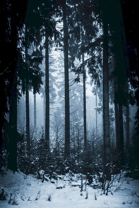 Forest Winter Fog Trees Hd Phone Wallpaper Peakpx