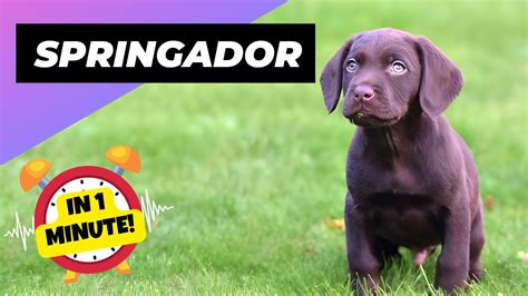 Springador In 1 Minute 🐶 One Of The Most Beautiful Crossbreed Dogs