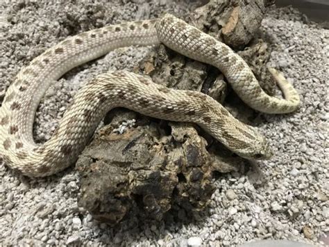 This species makes a great exotic pet, however a large. REDUCED Frost Adult western Hognose Snake For Sale in ...