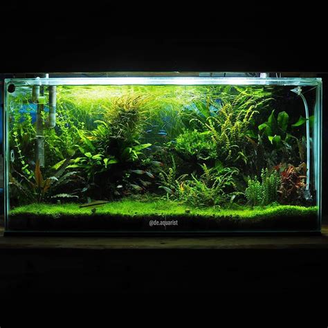 An Aquarium Filled With Green Plants And Water