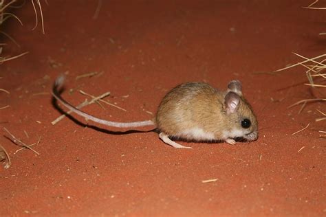 Spinifex Hopping Mouse (Notomys alexis), sand dune rodent, Central Australia. | Flickr - Photo ...