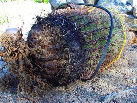 Visualizing The Netherworld Of Sonoran Desert Plants