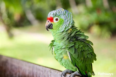 Parrot Costa Rica Samantha Ortega Rustic Pathways Jungle Animals