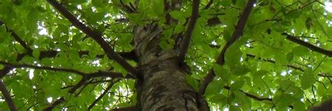 Arkansas Tree Database