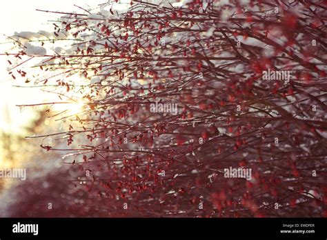 Sun Melting Snow On A Red Tree Stock Photo Alamy