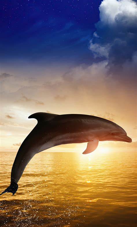 1280x2120 Dolphin Jumping Iphone 6 Hd 4k Wallpapersimages