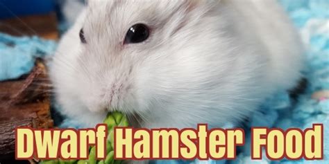 The Best Dwarf Hamster Food And Treats What Do Dwarf Hamsters Eat
