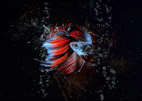 Red Rose Fin Betta Fish Aquatic Portrait Digital Art By Scott Wallace