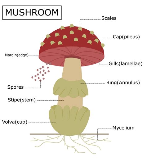 Estructura De Un Hongo Amanitaanatomía Del Hongoilustración Vectorial