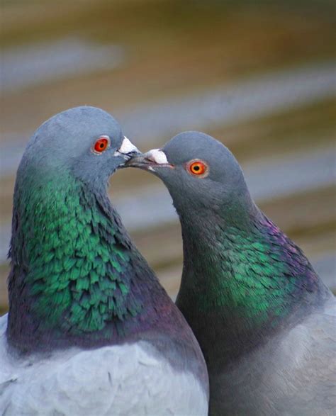 Treknature Pigeon Kiss Photo