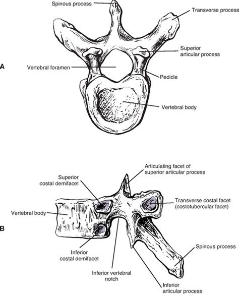 Thoracic Vertebrae Lateral View