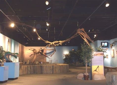 New Species Of Pterosaur From Early Jurassic Era Discovered In