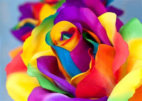 Images Multicolor Roses Macro Flowers Closeup