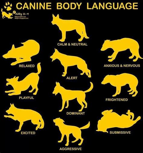 Dogs Body Language Meaning Chart